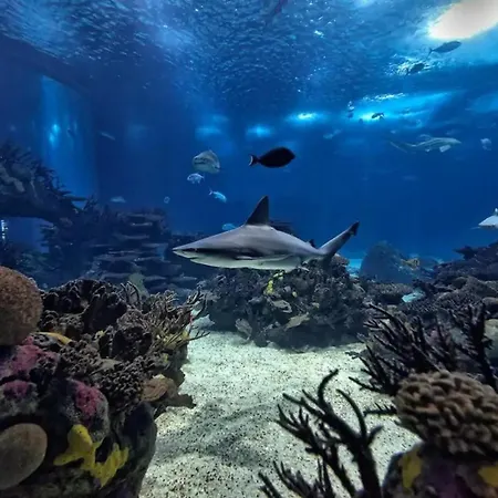 Flat With One Bedroom In Moscavide - *